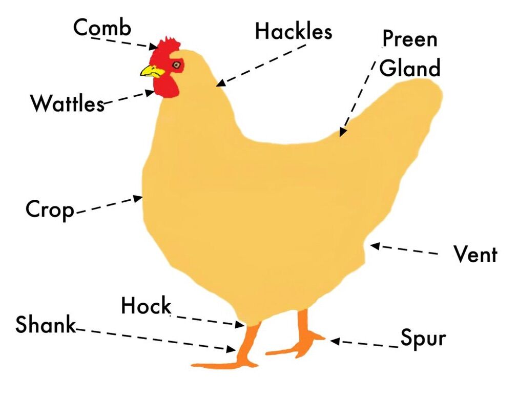 Chicken Anatomy Know The Insides And Out Of Your Chicken chicken-anatomy-know-the-insides-and-out-of-your-chicken